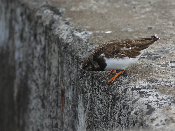 Karikukko, Ruddy Turnstone, Arenaria interpres